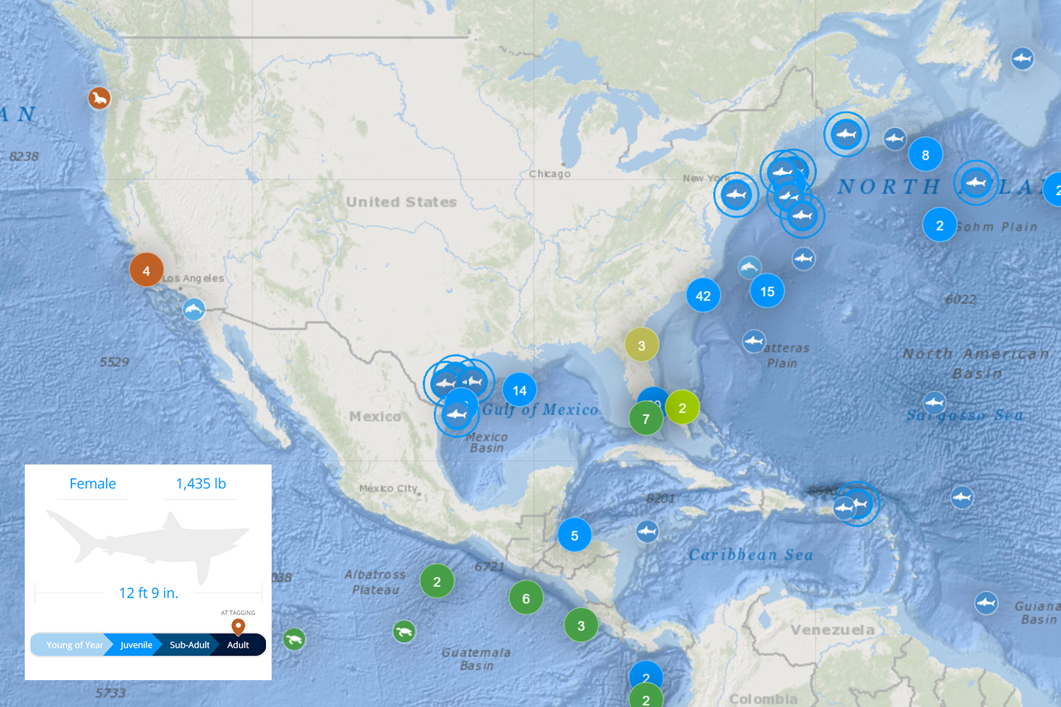 Amazing shark tracker you NEED to check before heading to the beach