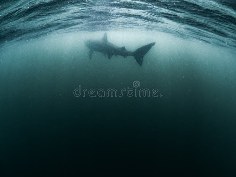 A Basking Shark Swims Underwater into the Distance Near the Isle of