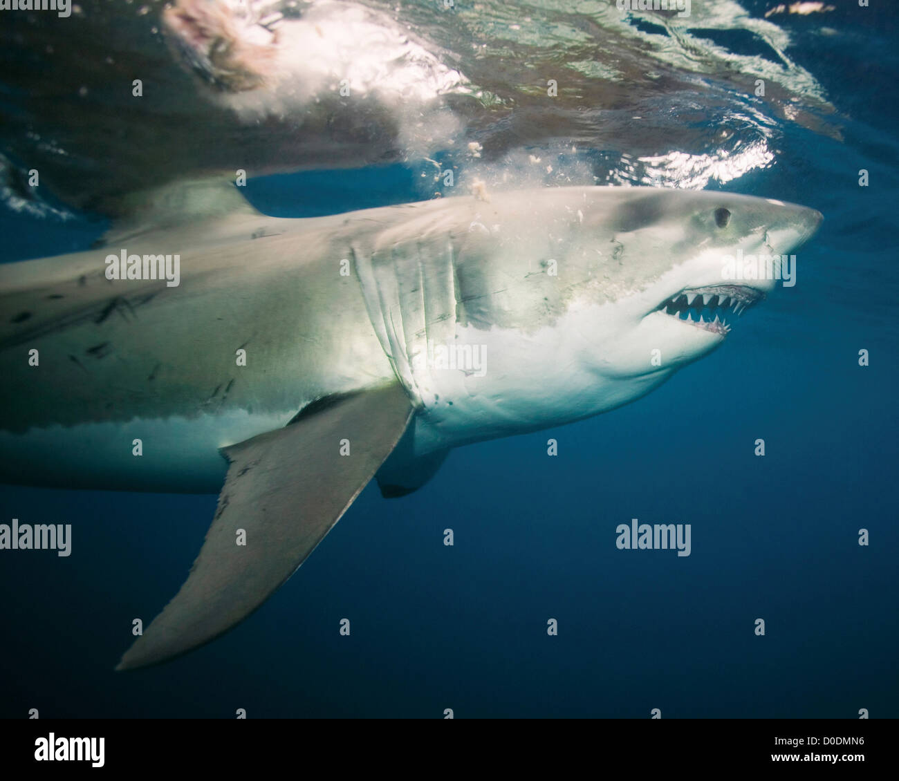 Powerful Charge of a Great White Shark Stock Photo - Alamy