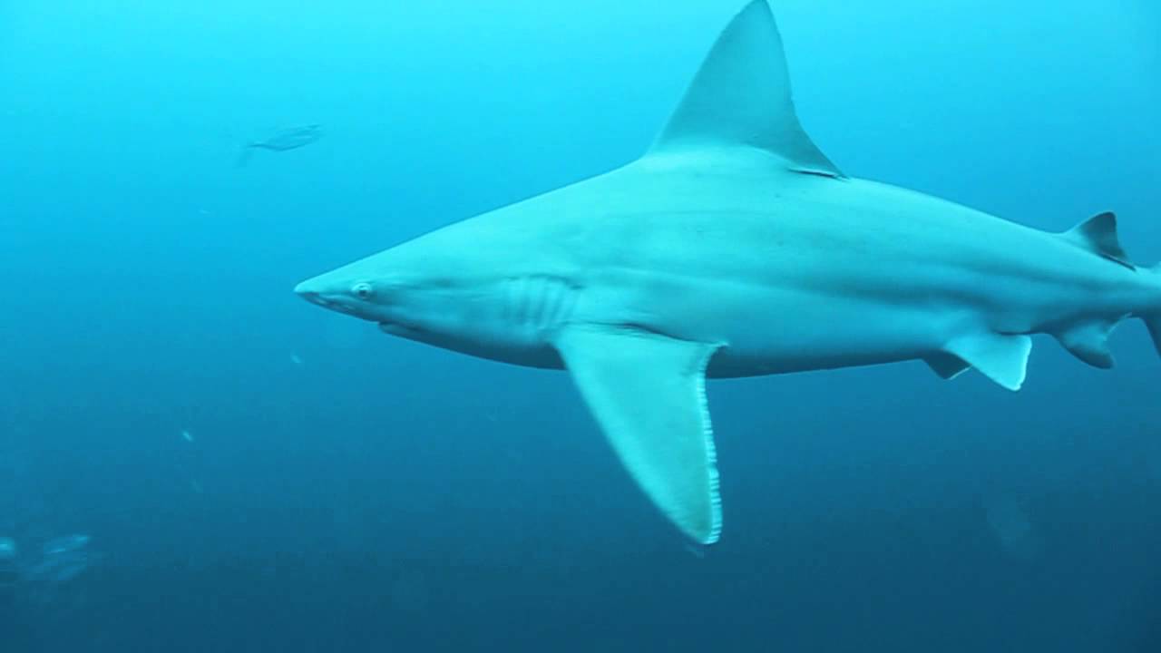 Underwater Shark Great White Sharks Underwater Shark Swimming deep in